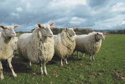 BWoolFriesland