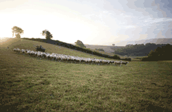 Higher Combe Farm Crediton Devon