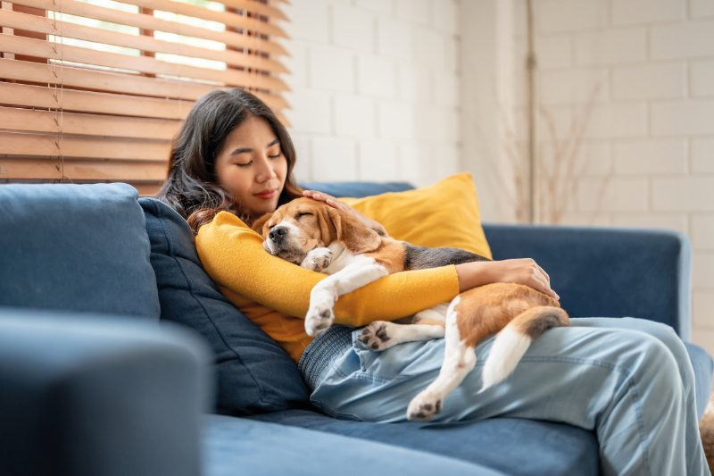 Adorable Beagle dog puppy sleeping on young female owner's shoulder. Attractive woman spend leisure time and petting on her pet animal that lying down with gentle and happiness in living room at home.